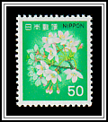 Cherry Blossoms