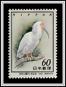 Japanese Crested Ibis (Nipponia nippon)