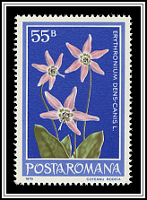 Dog's-tooth Violet