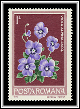 Alpine Violet