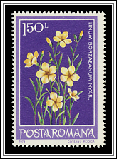 Linum Borzaeanum