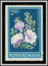 Persian Bindweed