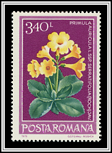Primula Auricula