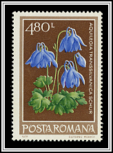 Transylvanian Columbine