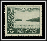 Grain Field near Forest