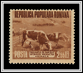 Grazing Cattle