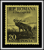 Red Deer
