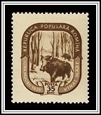 Wild Boar