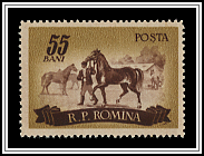 Horse Ranching