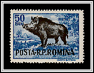 Wild Boar (Sus scrofa)