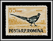 Common Pheasant (Phasianus colchicus)