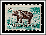 Brown Bear (Ursus arctos)