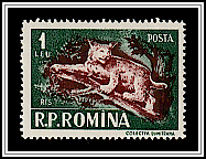 Eurasian Lynx (Lynx lynx)