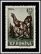 Western Capercaillie (Tetrao urogallus)
