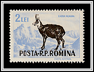 Chamois (Rupicapra rupicapra)