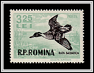 Northern Pintail (Anas acuta)