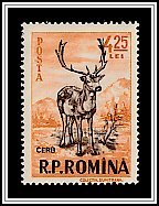 Red Deer (Cervus elaphus)