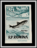 Brown Trout (Salmo trutta morpha fario)