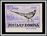 Common Pheasant (Phasianus colchicus)