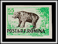 Brown Bear (Ursus arctos)
