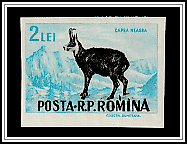 Chamois (Rupicapra rupicapra)