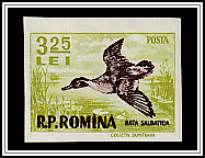 Northern Pintail (Anas acuta)