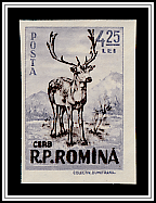 Red Deer (Cervus elaphus)