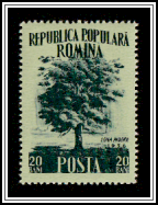 English Oak (Quercus robur)
