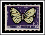 Black-veined White (Aporia crataegi)
