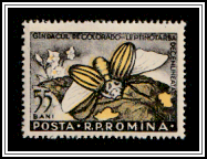 Colorado Potato Beetle (Leptinotarsa decemlineata)