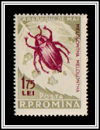 Cockchafer (Melolontha vulgaris)