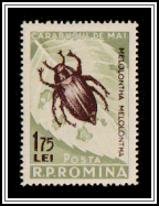 Cockchafer (Melolontha vulgaris)