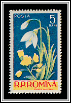 Primrose & Snowdrops (Primula veris) (Galanthus nivalis)