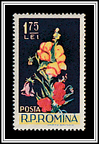 Snapdragons & Bellflowers (Antirrhinum majus) (Campanula sp.)