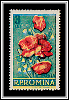 Poppies & Lilies (Papaver rhoeas) (Convallaria majalis)