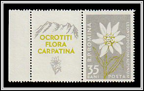 Edelweiss (Leontopodium alpinum)
