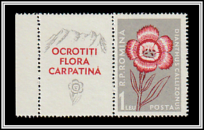 King's Stone Carnation (Dianthus collinus)