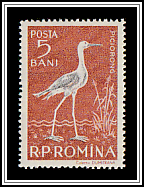 Black-winged Stilt (Himantopus himantopus)
