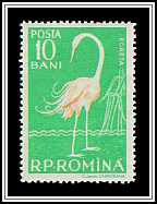 Great White Egret (Ardea alba)