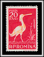Eurasian Spoonbill (Platalea leucorodia)