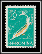 Starry Sturgeon (Acipenser stellatus)