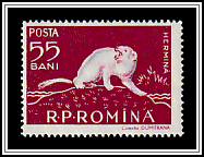 Stoat (Mustela erminea)