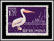 Great White Pelican (Pelecanus onocrotalus)