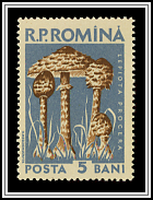 Lepiota Procera