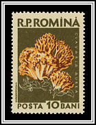 Clavaria Aurea