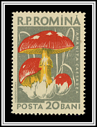 Amanita Caesarea