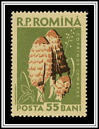Coprinus Comatus