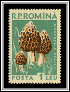 Morchella Conica