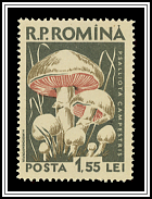 Psaliota Campestris