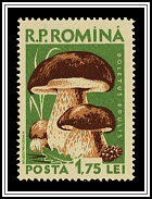 Boletus Edulis